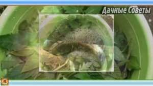 Как использовать ботву томатов. Рецепт настоя от вредоносных насекомых с пользой для сада и огород