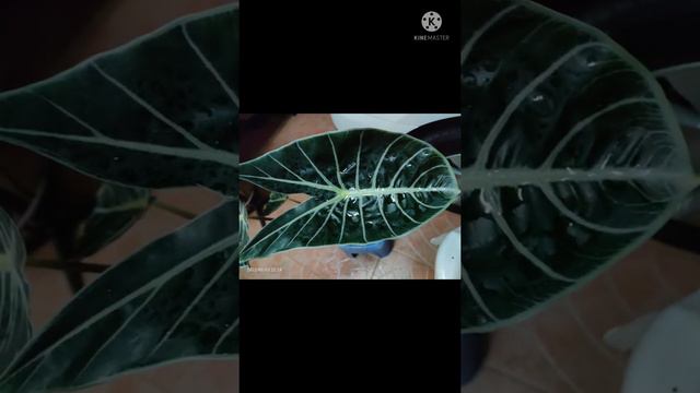 Ep67 : ปีใหม่ 2565 🪴รับน้องใหม่อีก 6 ต้น _ยังหลงรักเธอเหมือนเดิมเจ้า"บอนดำสตูล" смотреть онлайн