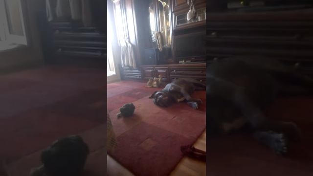 Моя ЛЮБИМЕЙШАЯ Мастино неаполитано и Бенгалькая кошечка (котенок) смотреть онлайн