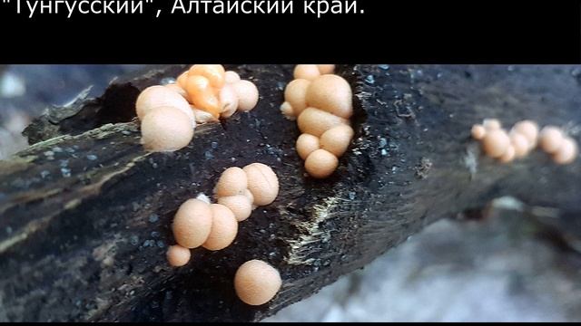 Плазмодиальный слизевик Ликогала древесинная Lycogala Epidendrum Описание Свойства Аллергенность