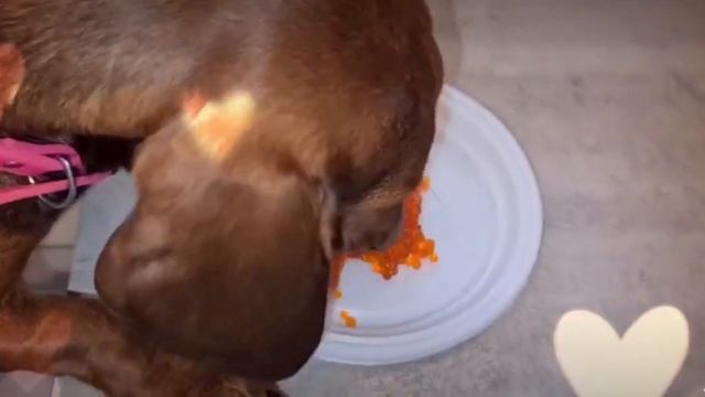 ЧТО КУШАЕТ СОБАКА ???!!! смотреть онлайн