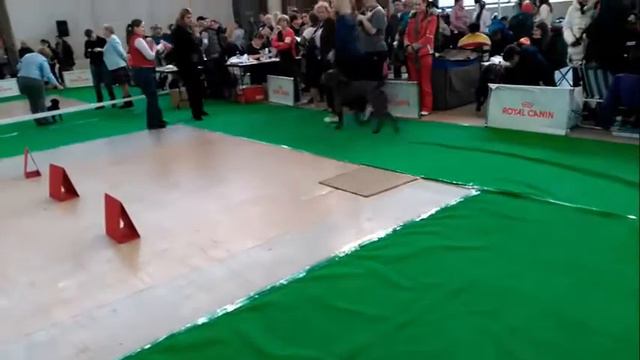 Кане-корсо выставка САС ЧРКФ "Дог-вернисаж" Екатеринбург смотреть онлайн