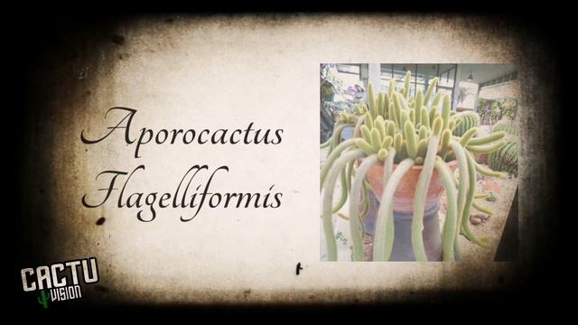 Top 10 most beautiful hanging cactus смотреть онлайн