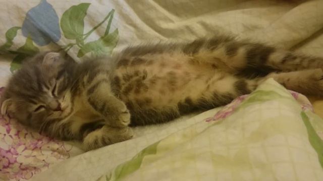 Сладенький мамончик котенка Кузи смотреть онлайн