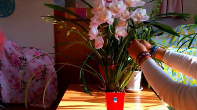 Cymbidiums are arranged in a vase花瓶に生けました2018 смотреть онлайн