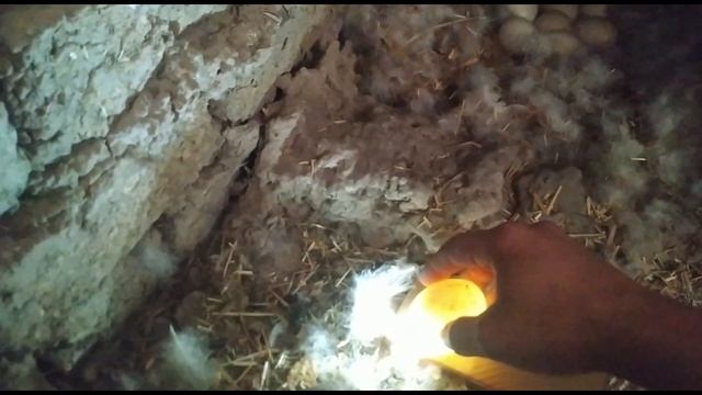 Индоутка бокиш (Indoutka Boqish) Видео №3