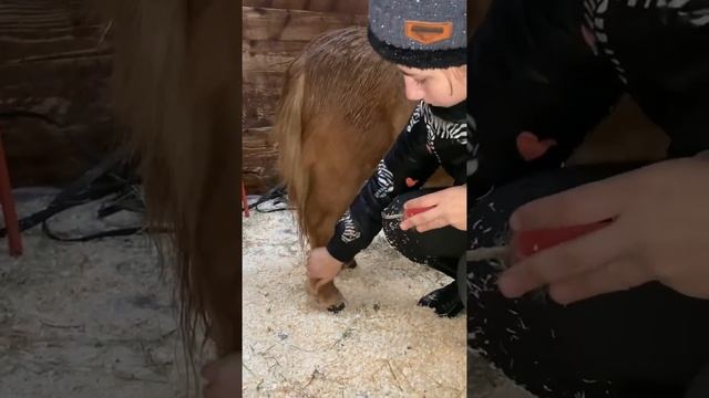 Мини лошадка по имени Бо смотреть онлайн