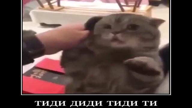 Кот позвонил по телефону смотреть онлайн