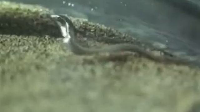 Минога смотреть онлайн