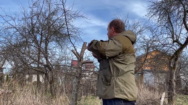 Самый крутой метод перепрививки кроны плодового дерева. смотреть онлайн