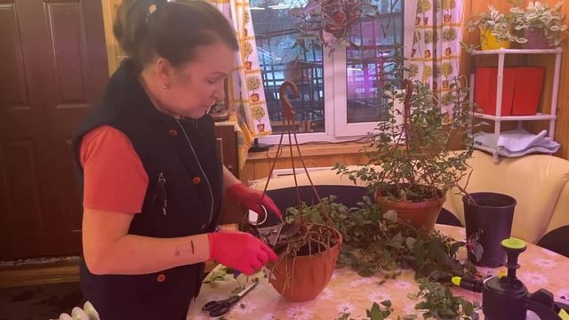 ФУКСИЯ: черенкование, обрезка и хранение зимой! смотреть онлайн