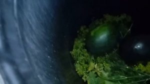 Солю арбузы в бочке""