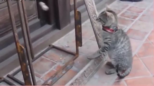 Гаджеты для кошек смотреть онлайн