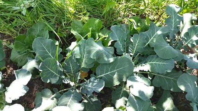 САМОЕ ЛУЧШЕЕ МЕСТО ДЛЯ ВЫРАЩИВАНИЯ КАПУСТЫ БРОККОЛИ смотреть онлайн