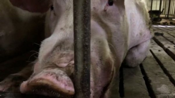 Свиноводство. Экскурсия по свинокомплексу.