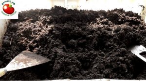 Сколько дней всходят перцы, что влияет на скорость прорастания&