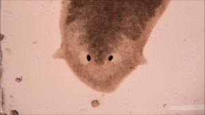 ПЛАНАРИЯ – Жидкий Терминатор. Удивительная способность Червяка регенерировать