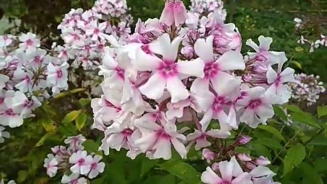 метельчатый флокс Кирмеслендер смотреть онлайн