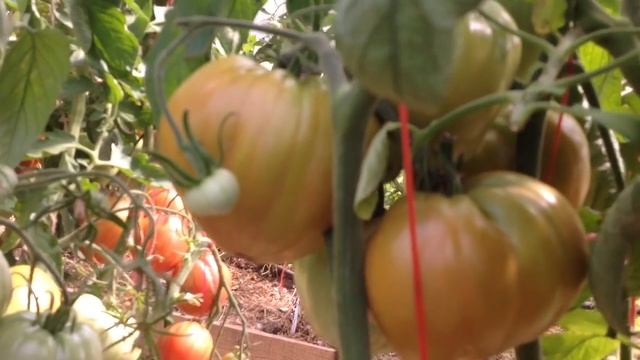 Обзор Коллекционных Сортов Очень Вкусных Сердцевидных Томатов. Коллекционные Томаты2021 смотреть онлайн