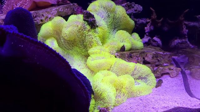 gigantea anemone flow. смотреть онлайн