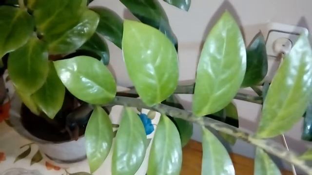 Ухаживаем за долларовым деревом. смотреть онлайн