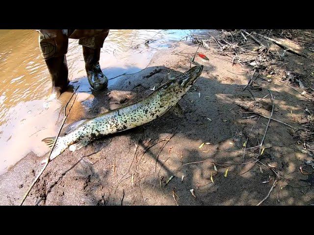 Заплыли в ЩУЧЬЕ царство! Рыбалка на щуку смотреть онлайн