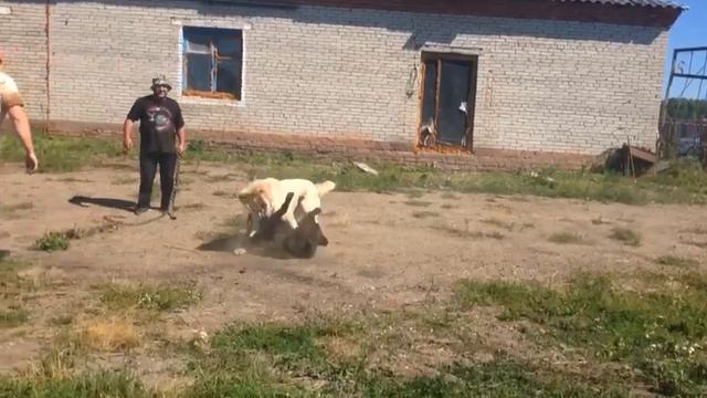 Басмач Томский смотреть онлайн