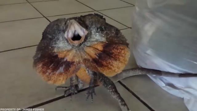 10 ЖИВОТНЫХ, КОТОРЫХ КОТОРЫХ ХОЧЕТСЯ ДЕРЖАТЬ КАК ДОМАШНЕГО ПИТОМЦА. смотреть онлайн