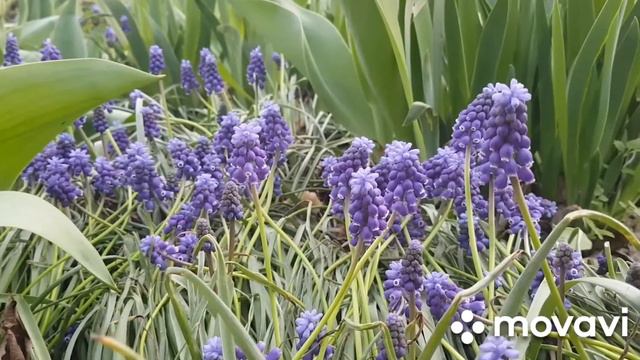 Волшебные звуки природы - Fantastik Nature Sounds