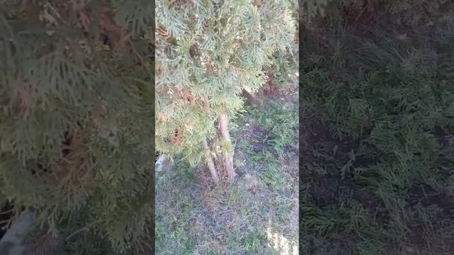 Стрижка туи ножницами стоимостью 150 руб. смотреть онлайн