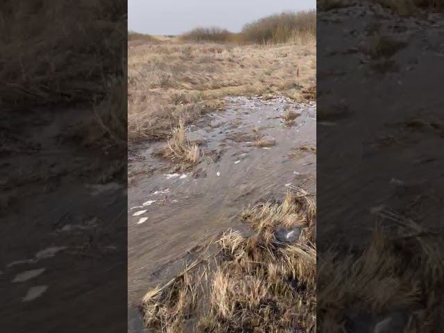 рыба не успела уйти в протоке замор смотреть онлайн