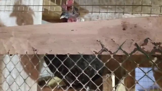 ГОЛОШЕЙКИ, АДЛЕРОВСКАЯ СЕРЕБРИСТАЯ, ЛЕГБАР, УХЕЙ- кто еще? смотреть онлайн