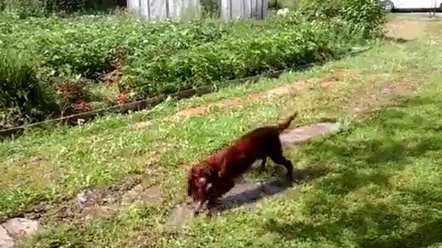 Ирландский сеттер. Irish setter смотреть онлайн
