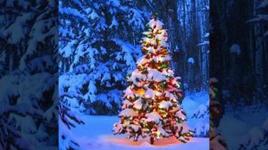 В лесу родилась ёлочка