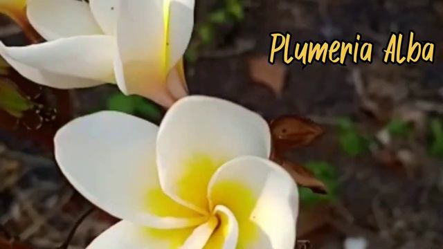 Seven different types of flowers | Hibiscus, Plumeria Alba, Turnera Ulmifolia... | Gaude Guy смотреть онлайн