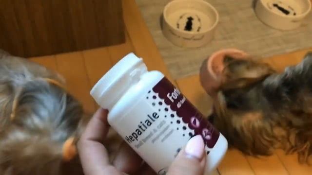 У НАС РОДИЛИСЬ ЩЕНКИ??Щенки йорка, роды смотреть онлайн