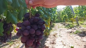 "Подарок Несветая" обзор  сорта винограда ???