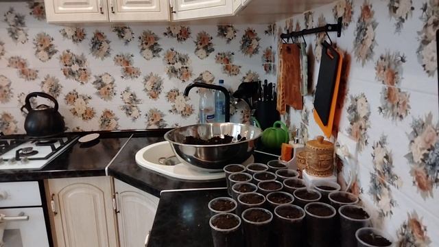 Пикируем перец и помидоры.#дача#пикировка#рассада#огород# смотреть онлайн