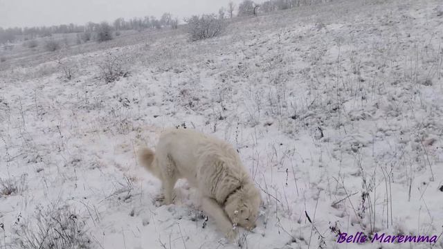 Маремма купается в снегу.Maremma Bathes In Snow