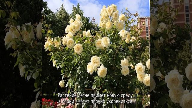 Роза Эльф (Elfe) смотреть онлайн