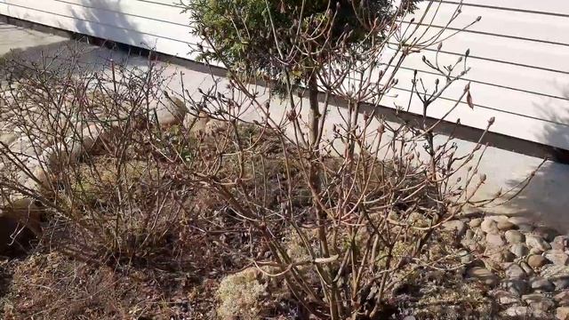 18 апреля в саду Девятой реальности/вид на сад сверху/Азалия/Смородина/ЛИСТВЕННИЦА? наши ПЛАНЫ. смотреть онлайн