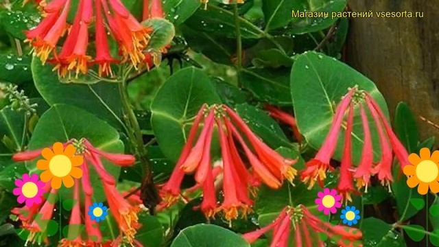 Жимолость брауна Дропморе Скарлет. Краткий обзор, описание lonicera?brownii Dropmore Scarlet смотреть онлайн