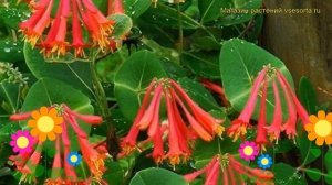 Жимолость брауна Дропморе Скарлет. Краткий обзор, описание lonicera?brownii Dropmore Scarlet