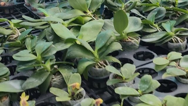 ЭКСКЛЮЗИВНЫЕ КАДРЫ С ФЕРМЫ Mikiorchid смотреть онлайн