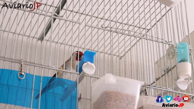 Debes DAR ESTO ? a tus PAJAROS ? GRIT PARA CANARIOS Y AVES EXOTICAS смотреть онлайн