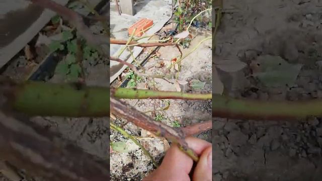 Враг голубики будьте внимательны. смотреть онлайн
