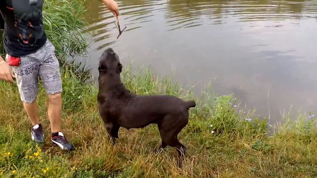 Кане-Корсо Нюся, знакомство с водой смотреть онлайн