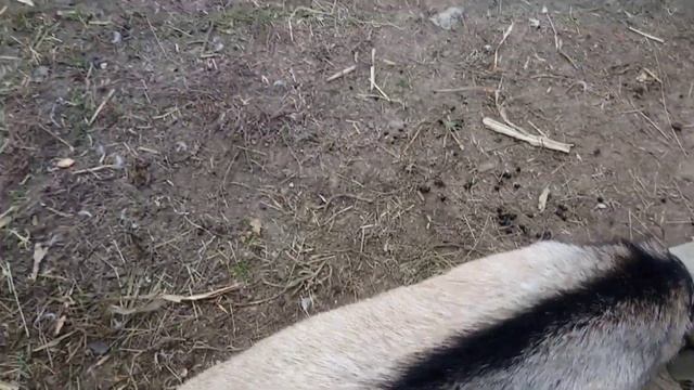 можно ли держать козла с козами