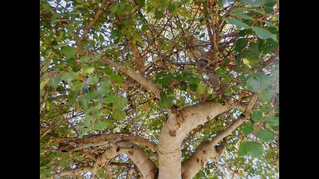 Plant ID: Carob Tree (Ceratonia Siliqua)