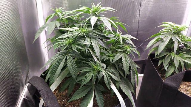 LST(low stress training) using Garden Ties and Stakes on Blue Ice & Black D.O.G. смотреть онлайн